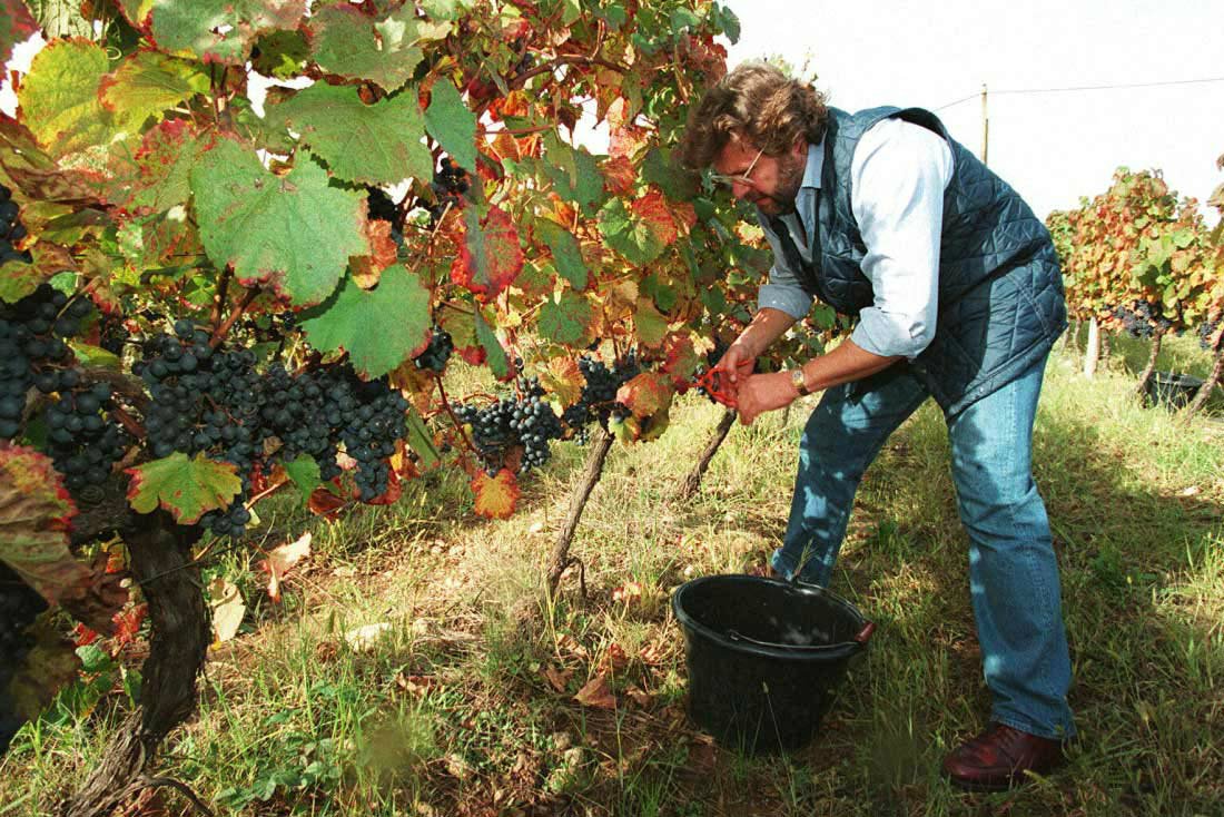 Виноград загадка шарова: описание сорта, фото, отзывы, характеристики и особенности выращивания