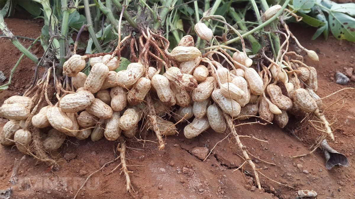 Выращивание арахиса самостоятельно: правила посева, ухода, сбора урожая. как вырастить арахис на огороде в домашних условиях