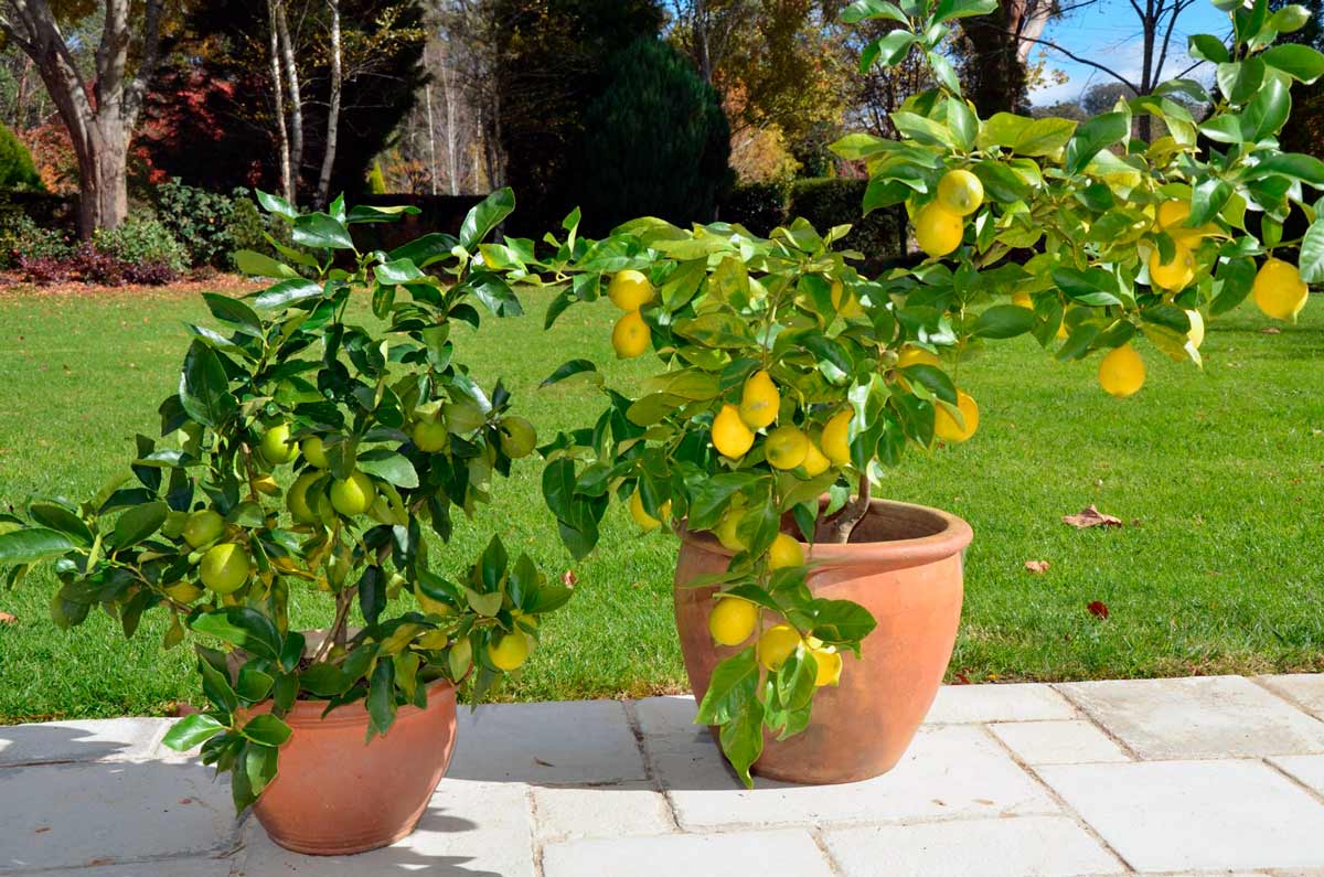 Как поливать лимон в домашних условиях: сколько раз в неделю и чем