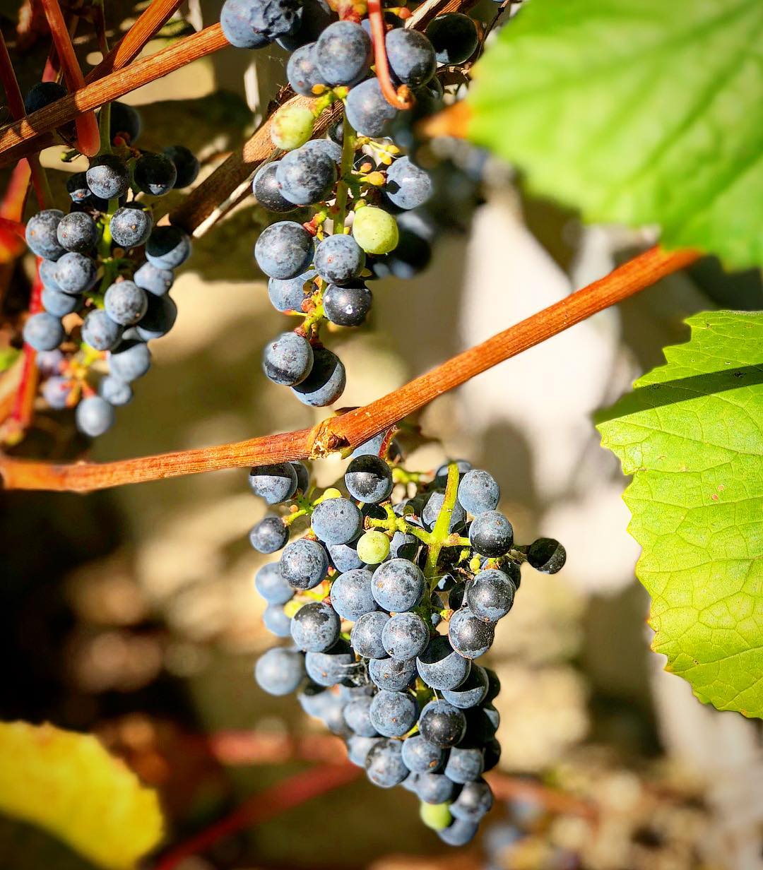 Виноград амурский – перспективы выращивания современных сортов + видео