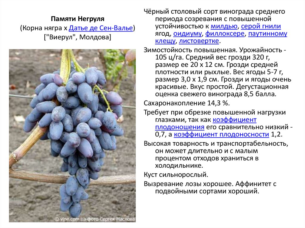 Описание и тонкости выращивания винограда сорта тимур