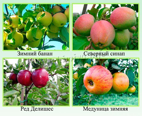 Яблоня «медуница» — описание сорта, фото и отзывы садоводов