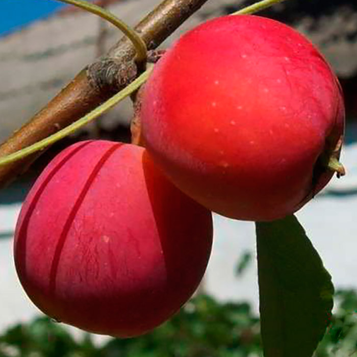 Яблоня ранетка ?; характеристики, описание сорта, фото | qlumba.com
