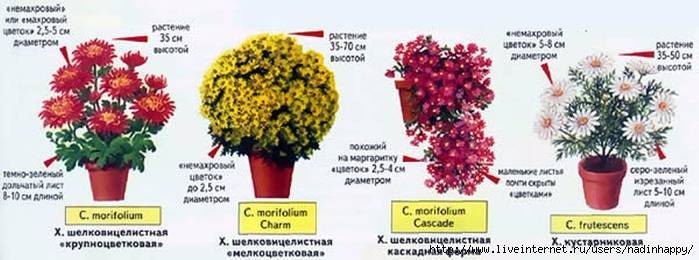 Хризантемы - посадка,  уход и способы размножения хризантем