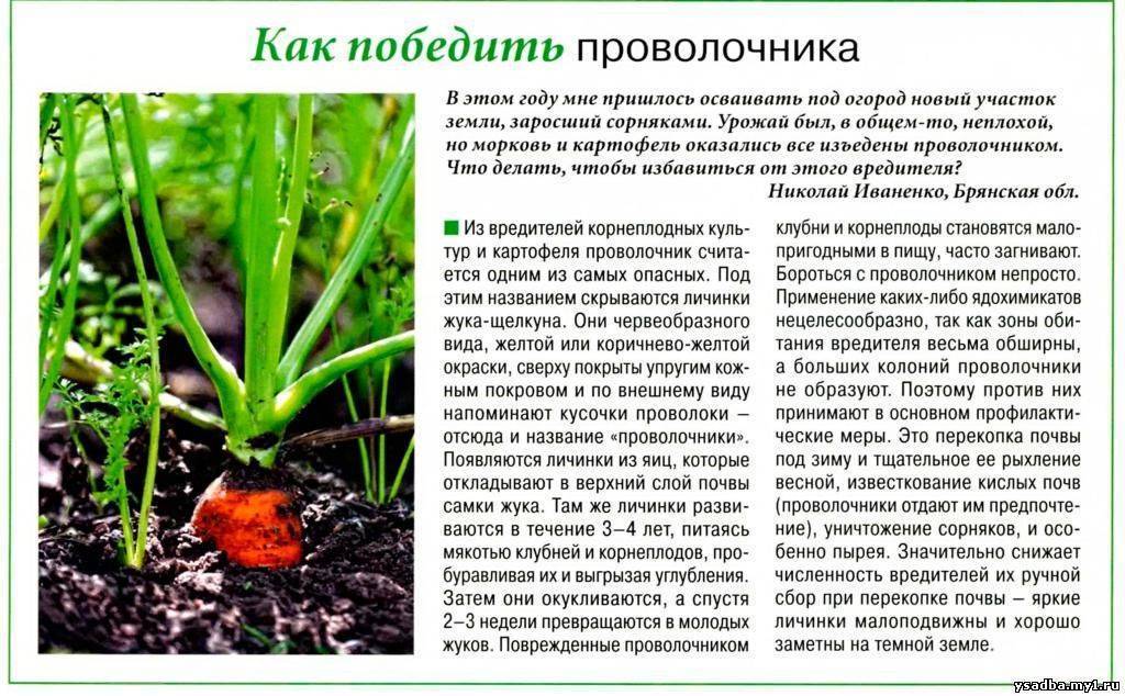 Как выглядит жук-щелкун? методы борьбы с вредителем :: syl.ru