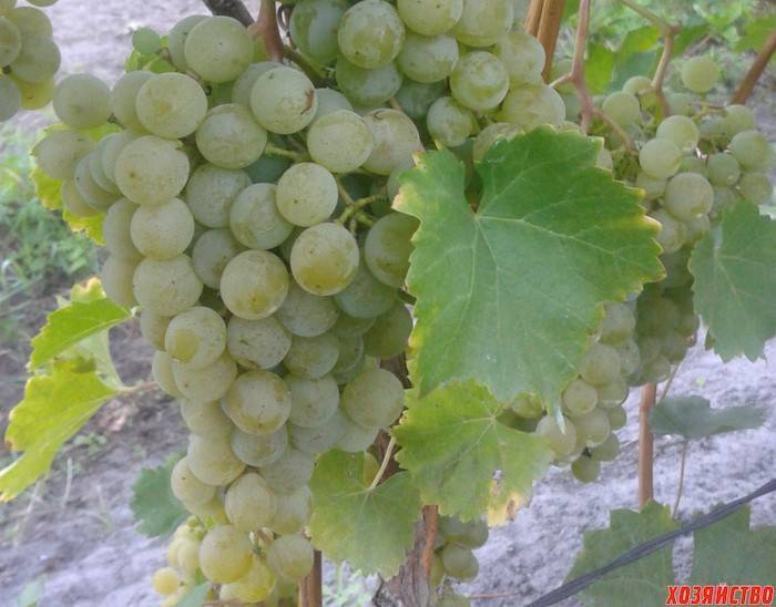 Виноград цитронный магарача: характеристика и описание сорта, отзывы, посадка и уход, изготовление вина, отзывы