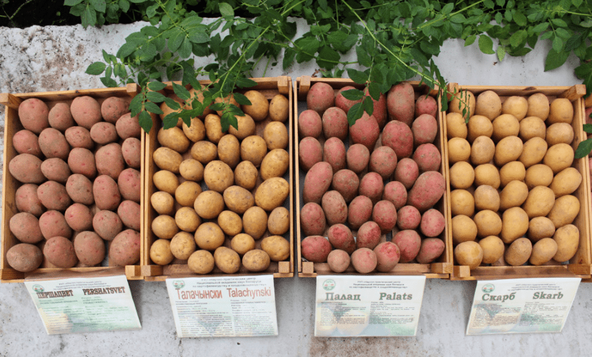 Лучшие сорта картофеля в белоруссии :: syl.ru