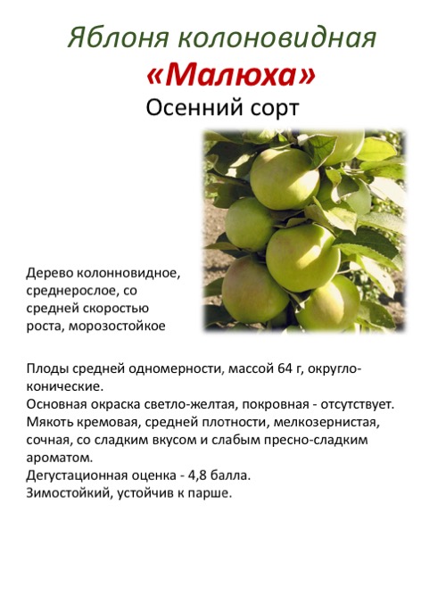 Описание сорта яблони арбат: фото яблок, важные характеристики, урожайность с дерева