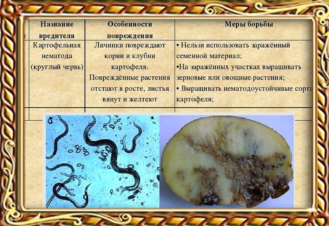 ᐉ нематода картофеля: виды, методы борьбы и профилактики - roza-zanoza.ru