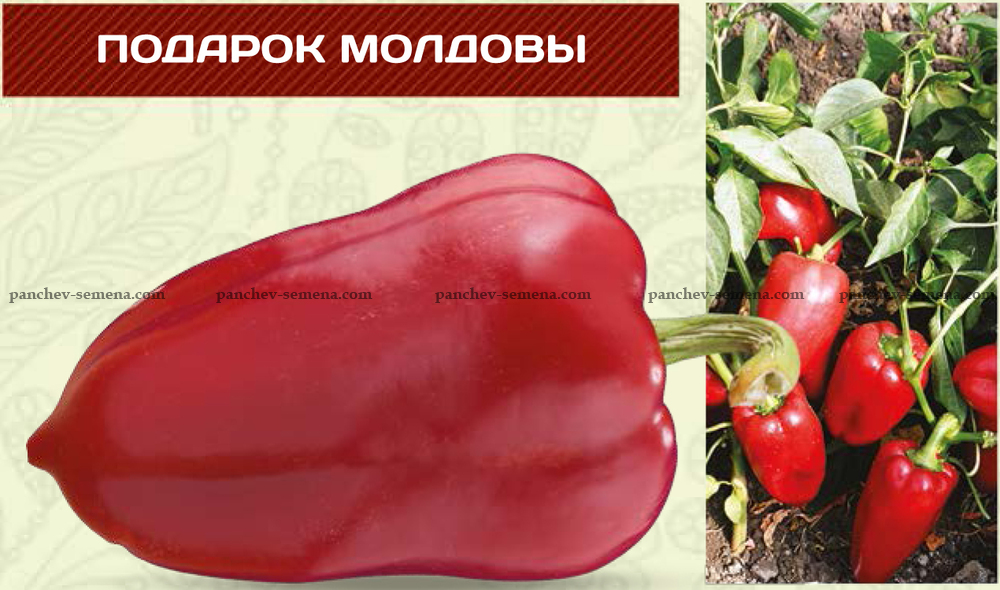 Особенности посадки и ухода за перцем сорта подарок молдовы