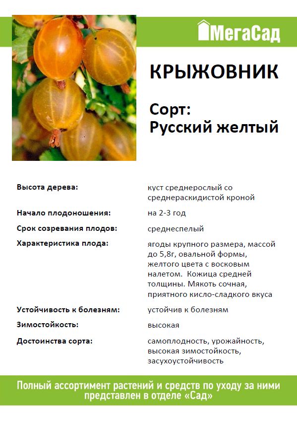 Желтый русский крыжовник: описание сорта, характеристика урожайности, особенности посадки, ухода и размножения