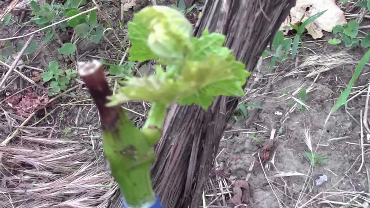 Прививка винограда весной - видео, фото и подробное описание процедуры