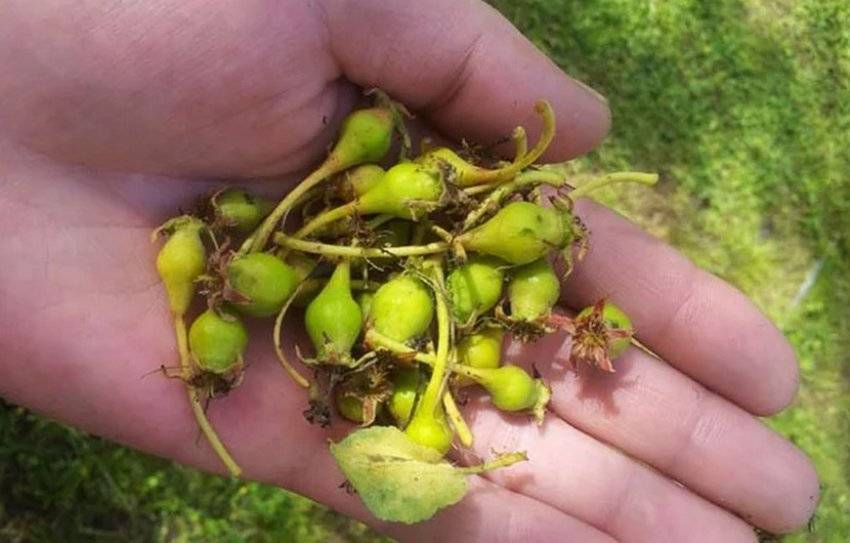 На какой год плодоносит груша после посадки?