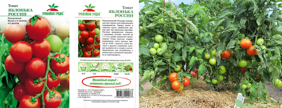 Томат яблонька россии —характеристика и описание сорта, фото, отзывы тех, кто сажал, урожайность