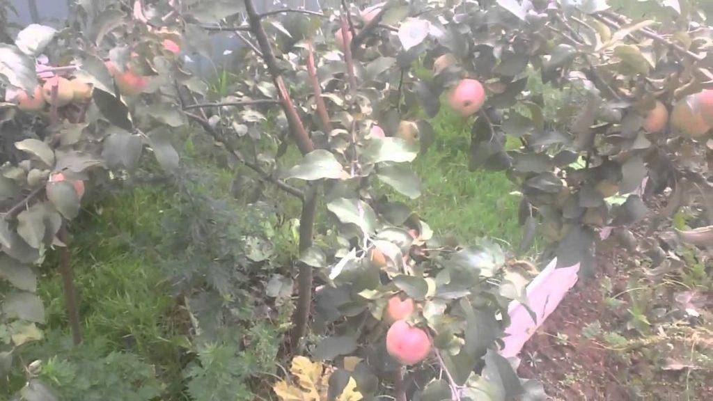 Сорт яблони кандиль орловский — подробные характеристики