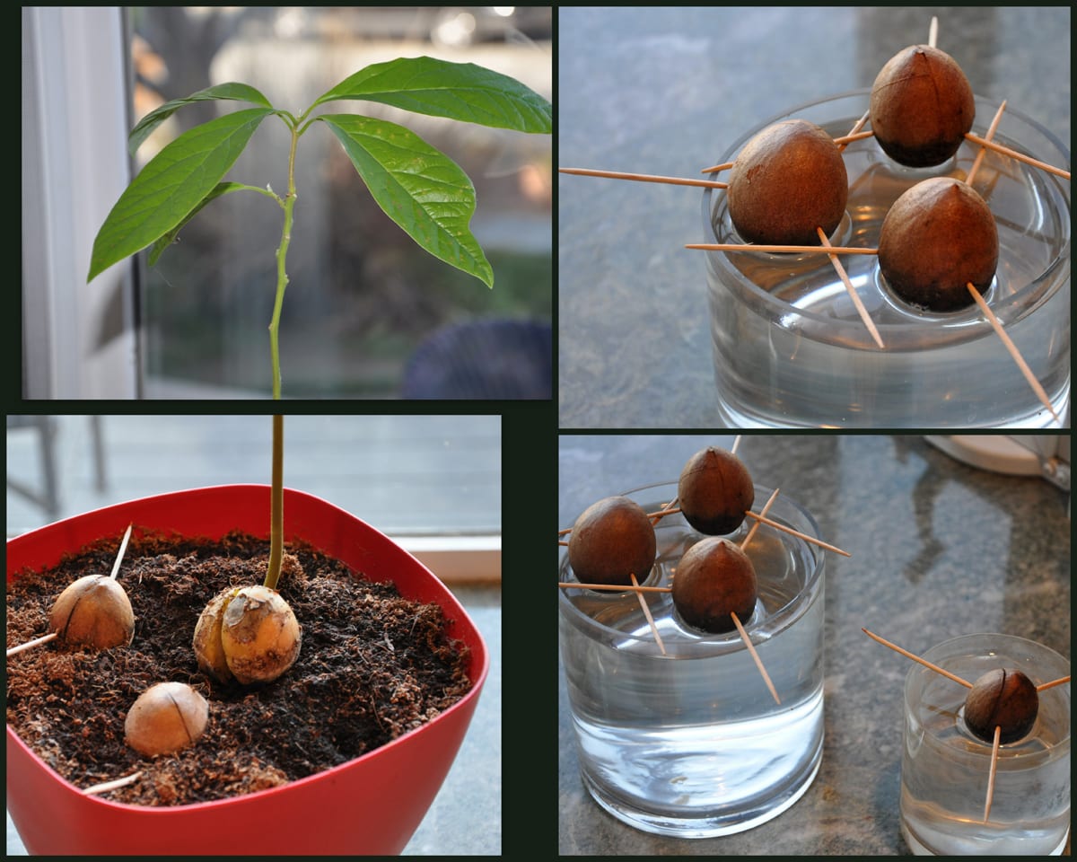 Выращивание персика из косточки дома