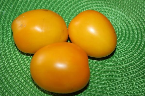 Томат золотые яйца: характеристика и описание сорта