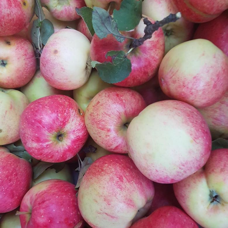 Самая урожайная из зимостойких сортов — яблоня штрифель