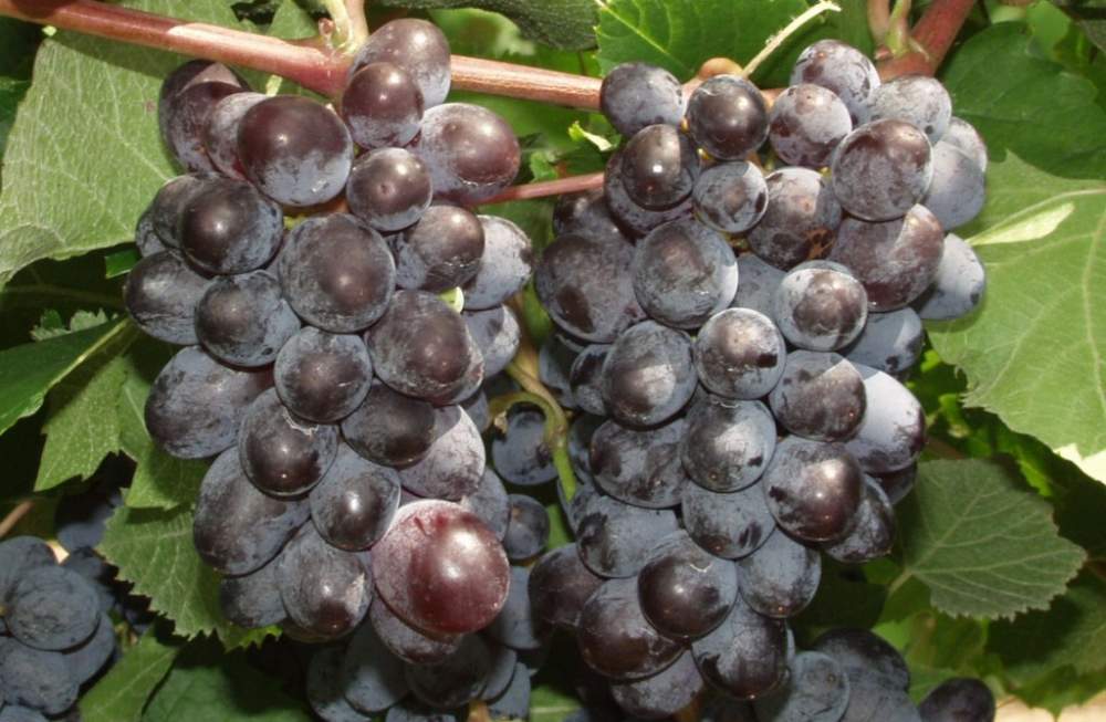 Виноград кишмиш юпитер: характеристики и описание