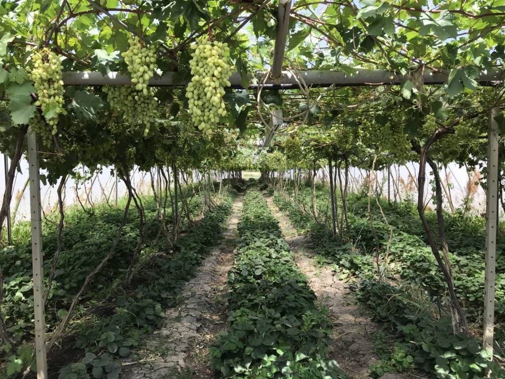 Виноград в подмосковье: выращивание, посадка и уход
