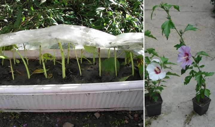 Гибискус садовый: уход, размножение, описание с фото, особенности выращивания