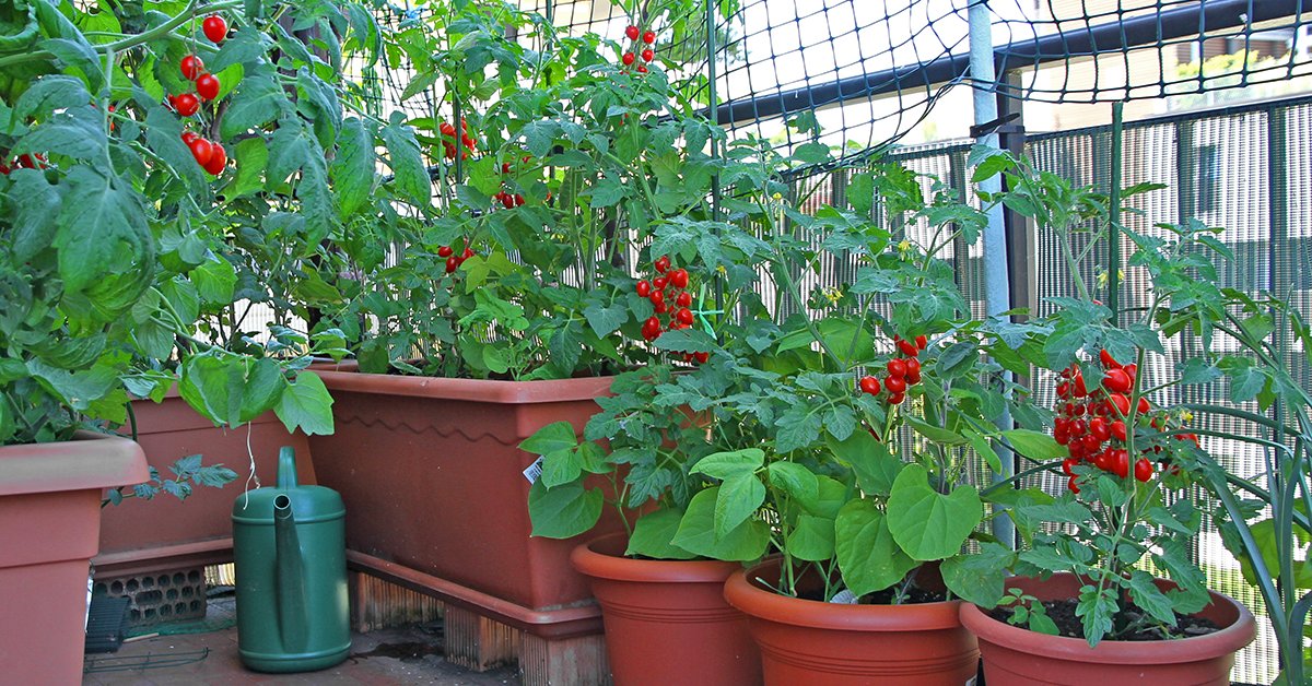 Без пестицидов, гмо и колорадского жука. как выращивать томаты на подоконнике круглый год?