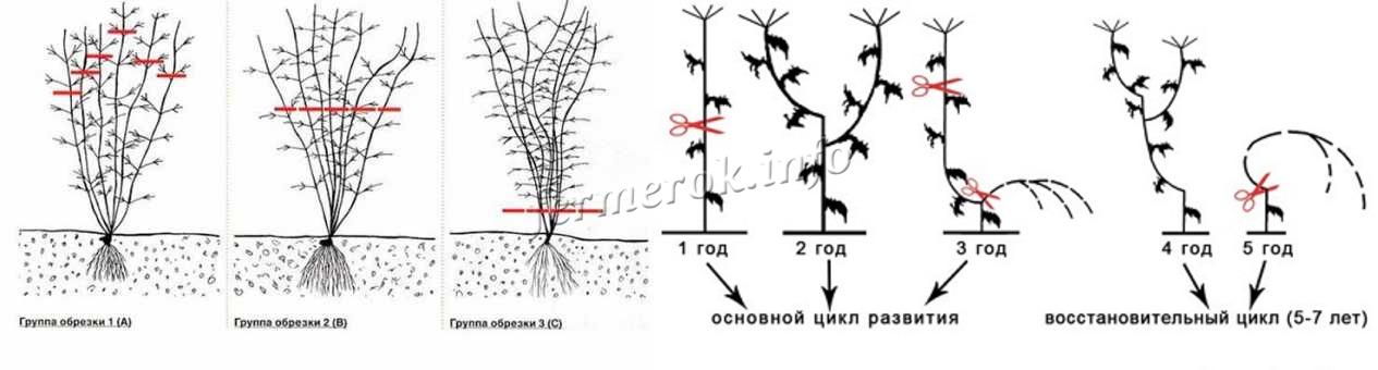 Клематис – выращивание и уход в открытом грунте, сорта с фото и описанием