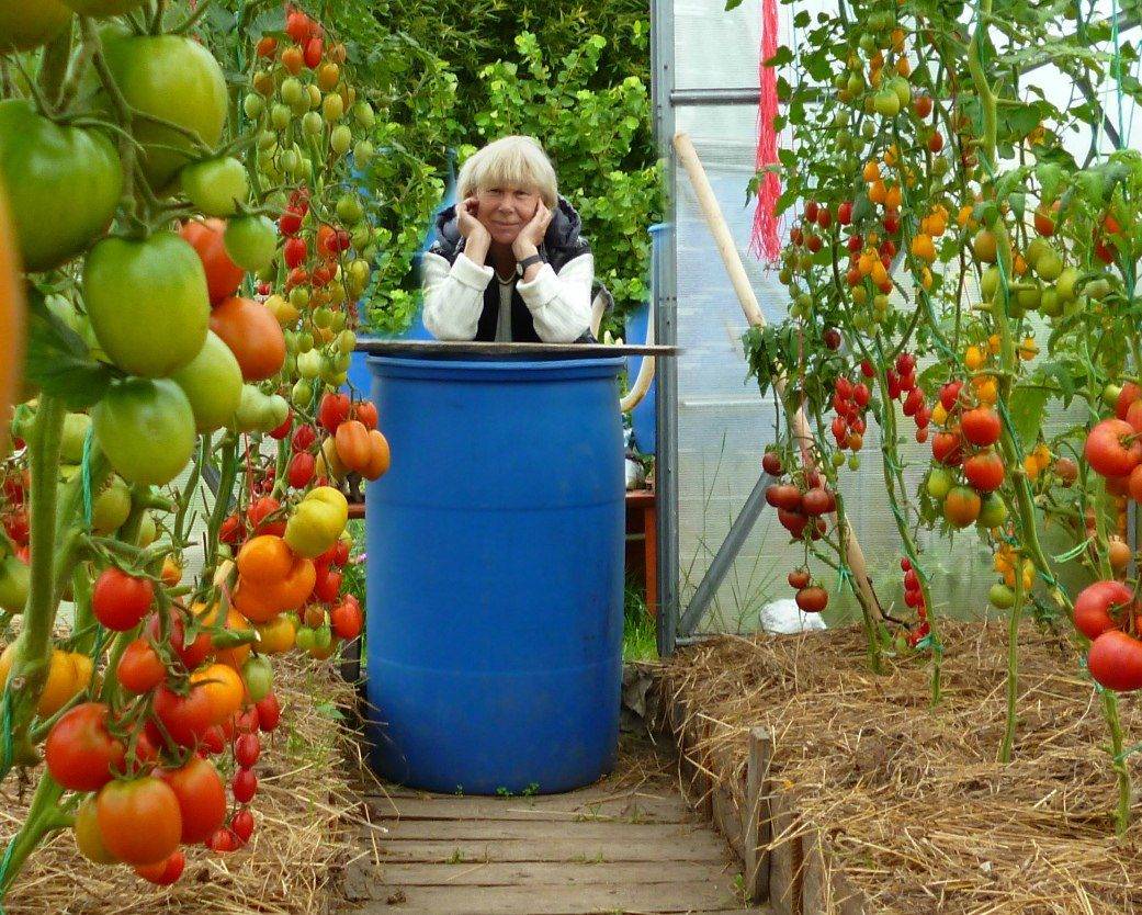 Чем дырявее ведро — тем больше помидоров: как посадить и вырастить томаты экспериментальным способом в емкостях для воды — фазенда