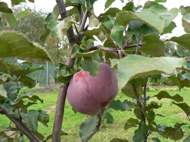 Сладкая яблоня медуница: описание, фото, отзывы