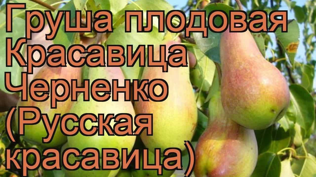 Описание и тонкости выращивания груши сорта русская красавица