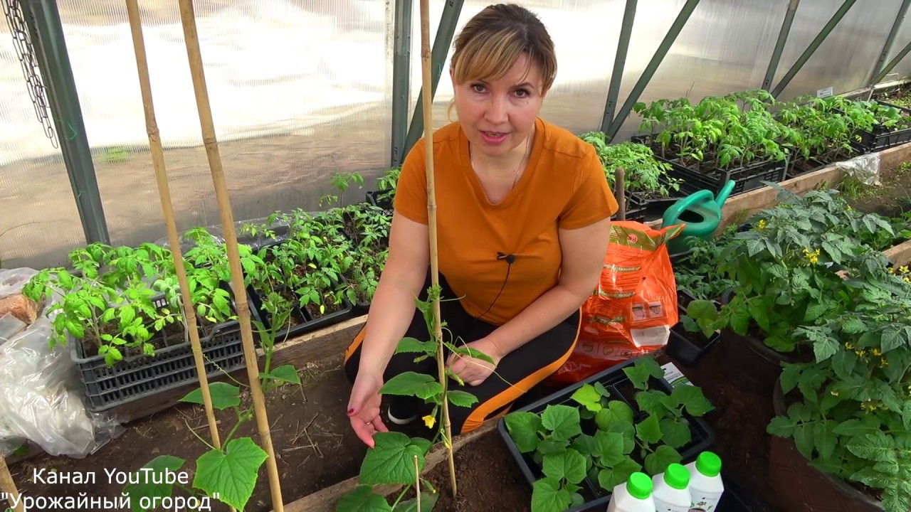 Урожайный огород татьяна: когда сеять томаты, посадка и выращивание с видео