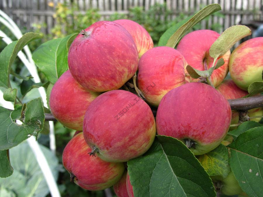 Яблоня «уралец»: описание сорта и агротехника выращивания