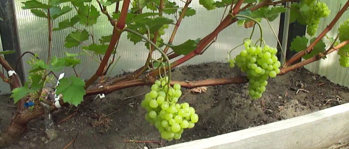 Посадка винограда в подмосковье: выращивание, посадка и уход