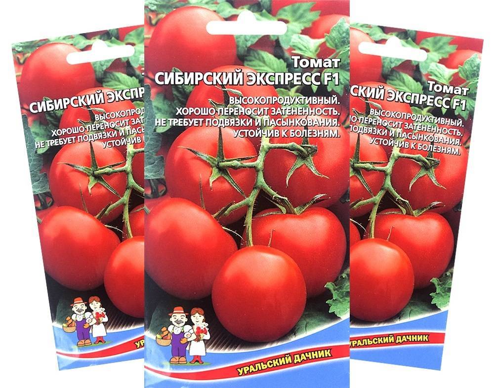 Стойкий сорт томатов — гордость сибири: полное описание помидоров и особенности их выращивания