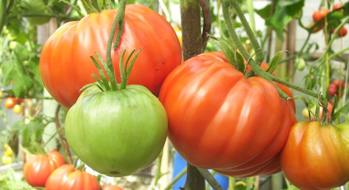 Обзор сорта и отзывы о томатах «шапка мономаха»