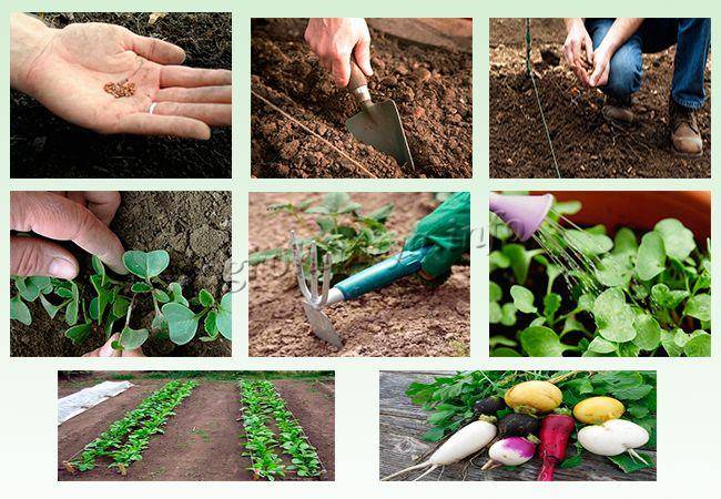 Дайкон – выращивание и уход - сад 6 соток