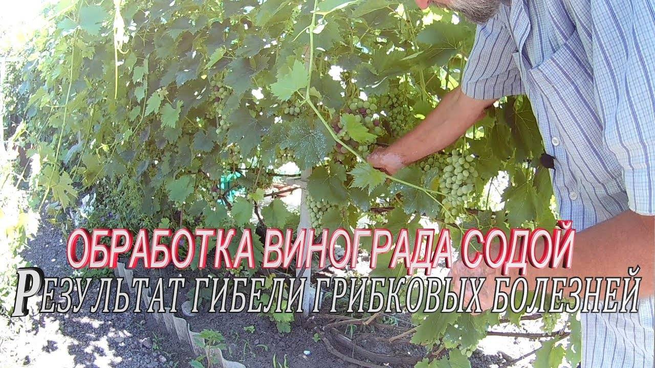 Обработка винограда в июне: средства, рецепты
