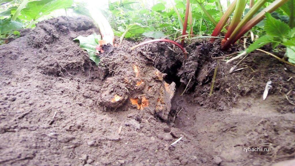 Как выращивать ревень на даче: посадка и уход за растением