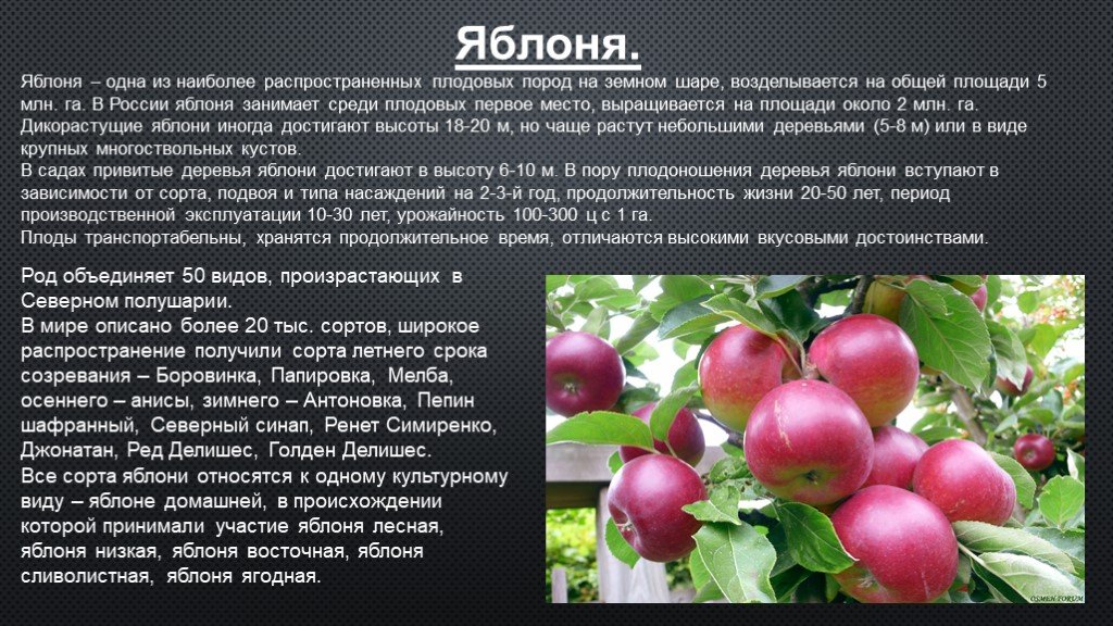 Опадают яблоки: основные причины, почему осыпаются неспелые плоды. как сохранить яблоки и не дать им опасть
