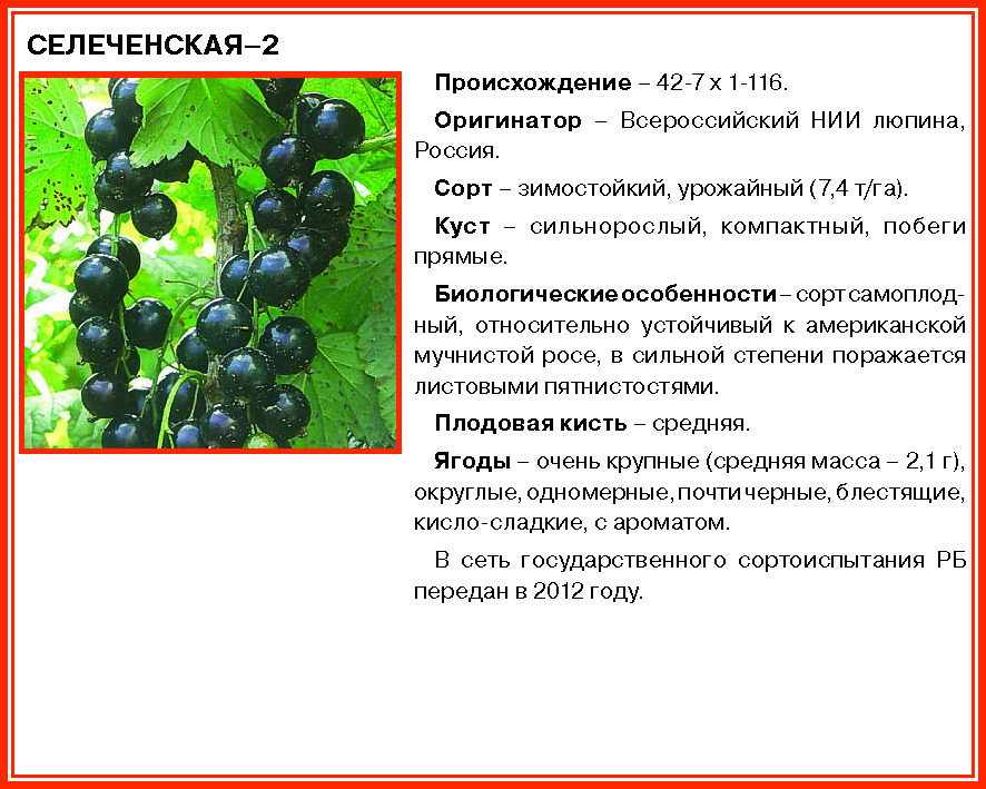Смородина черная нара: описание и характеристики сорта, уход и выращивание