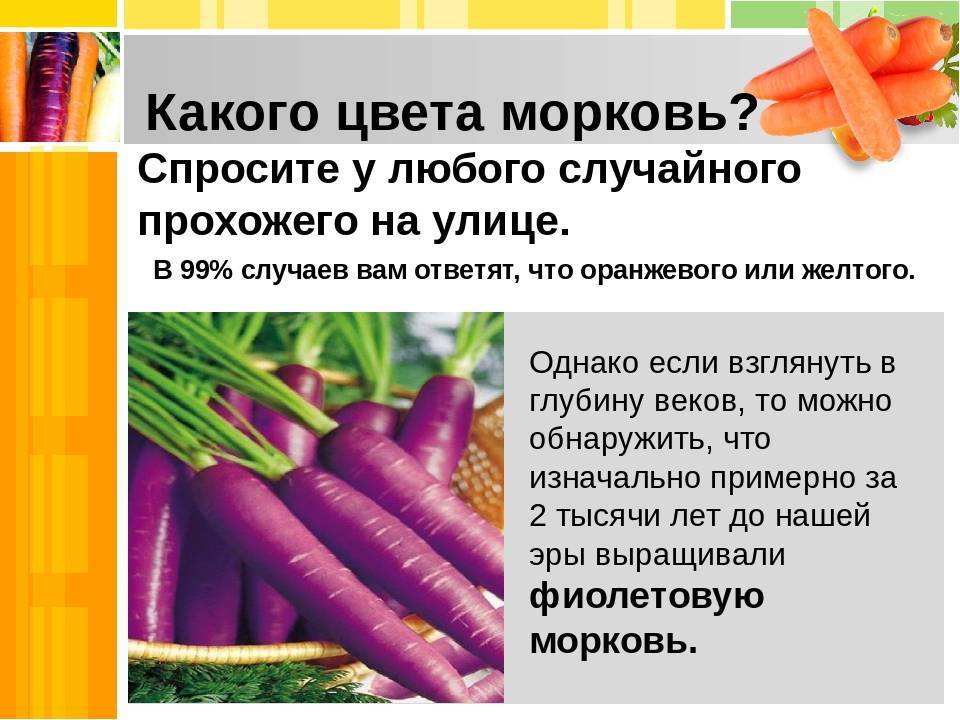 Фиолетовая морковь - характеристика этого сорта с фото