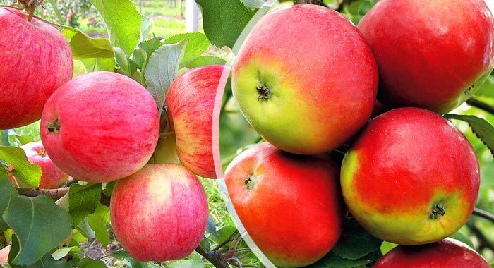 Яблоки анис свердловский фото и описание