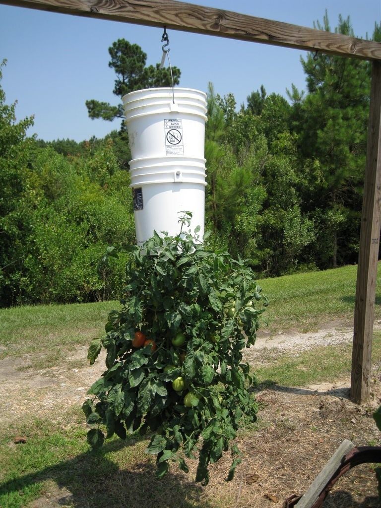 Как посадить помидоры вверх ногами, метод выращивания растений в перевернутом виде