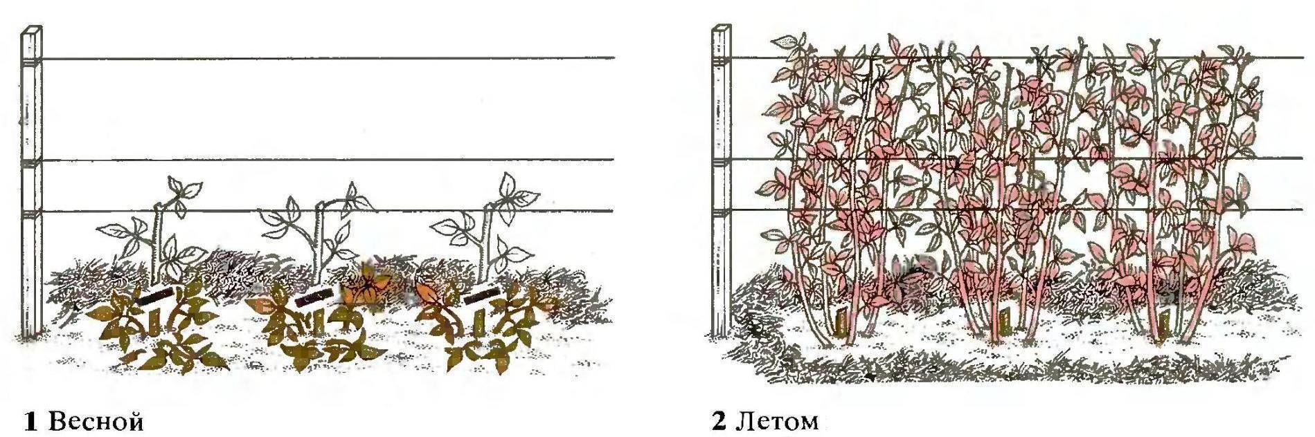 Как посадить малину осенью: пошаговое руководство с фото, видео