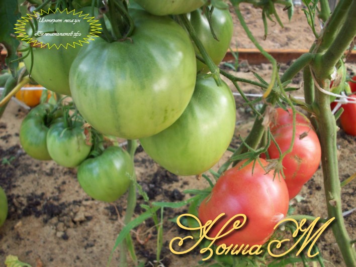 Описание гибридного томата Нонна М, выращивание рассады и уход
