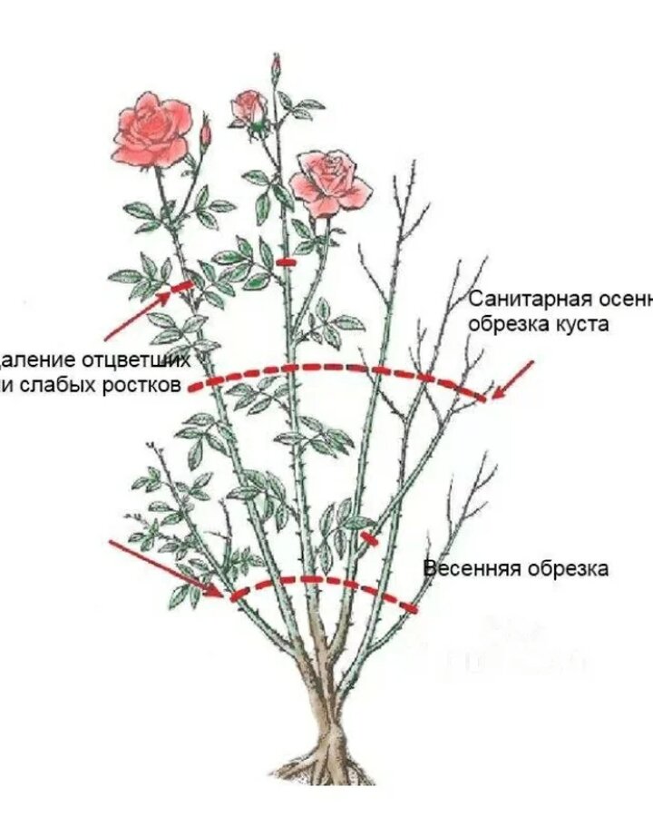 О розе сантана (santana): описание плетистой чайно гибридной розы