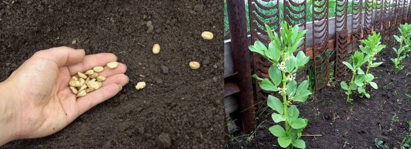 Выращивание бобов: почва, посадка, полив, особенности ухода