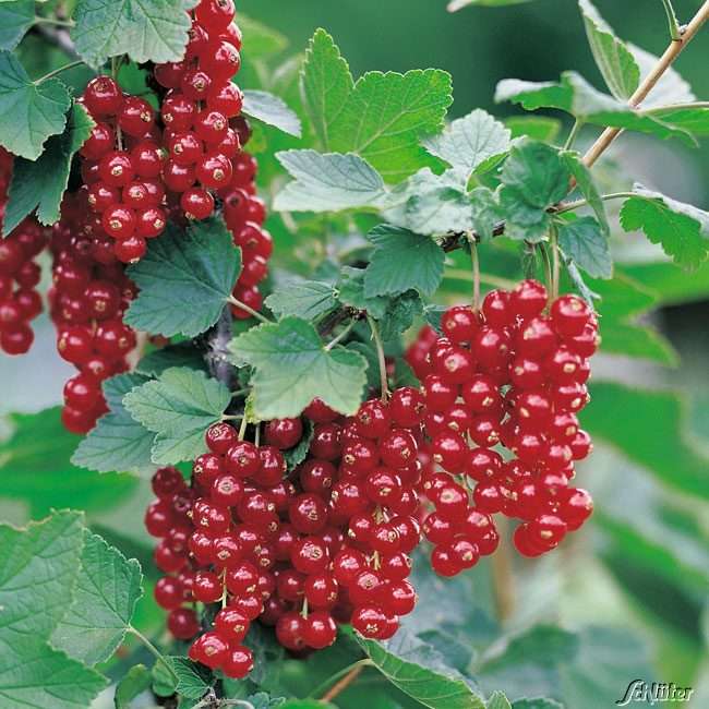 ✅ смородина красная йонкер ван тетс: описание сорта, уход и выращивание