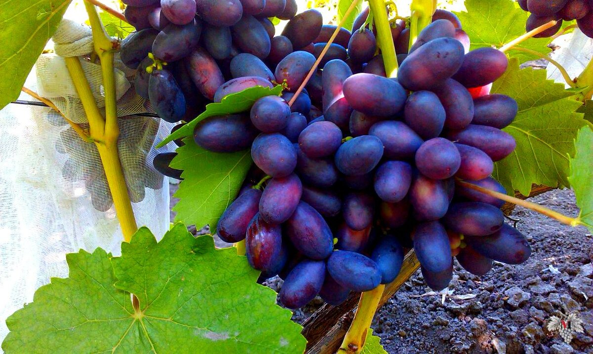 Амурский прорыв - описание и агротехника сорта зимостойкого винограда