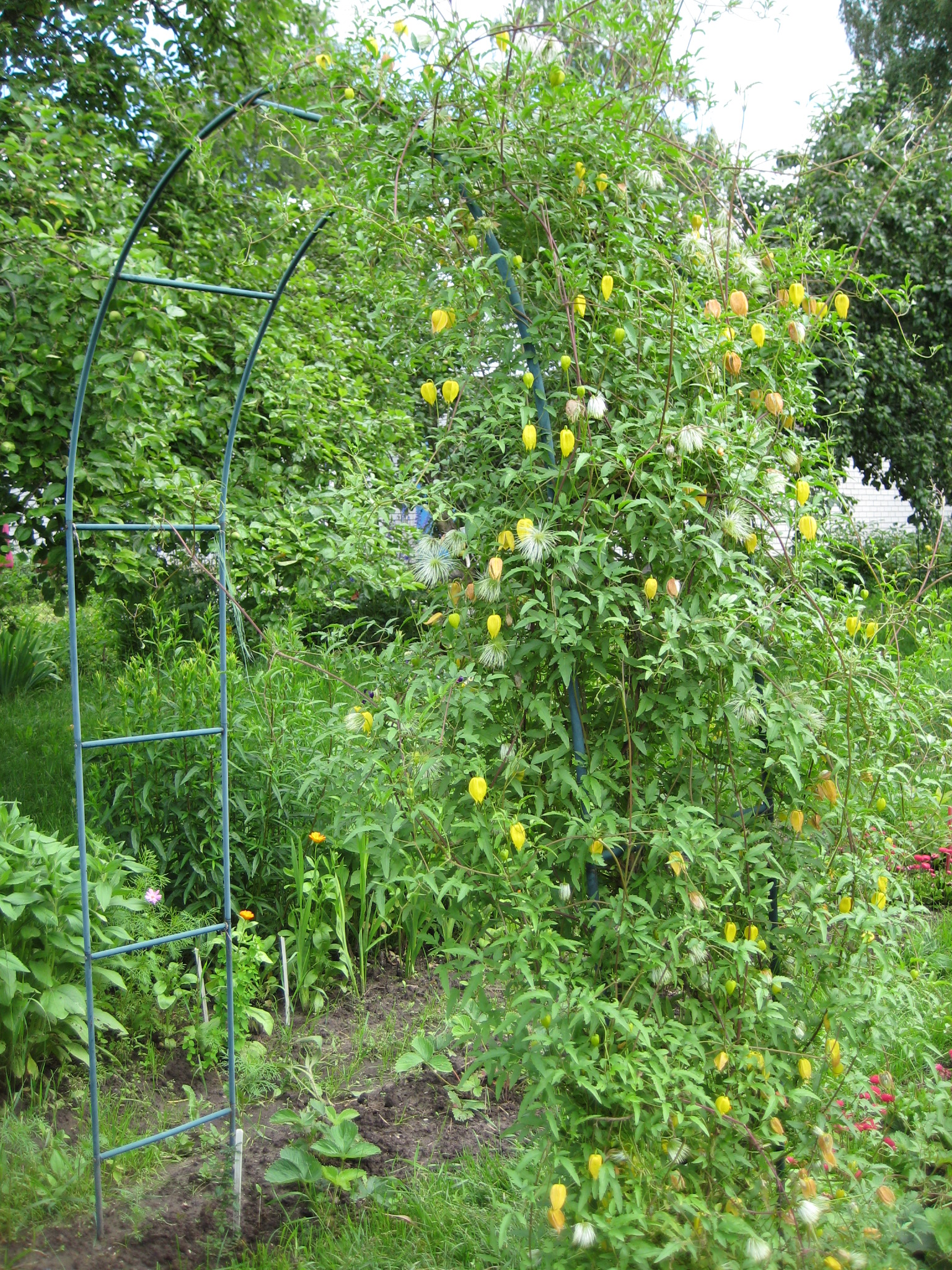 Самые морозостойкие лианы в моём саду. плетистые розы, клематис, калистегия, девичий виноград. фото — ботаничка